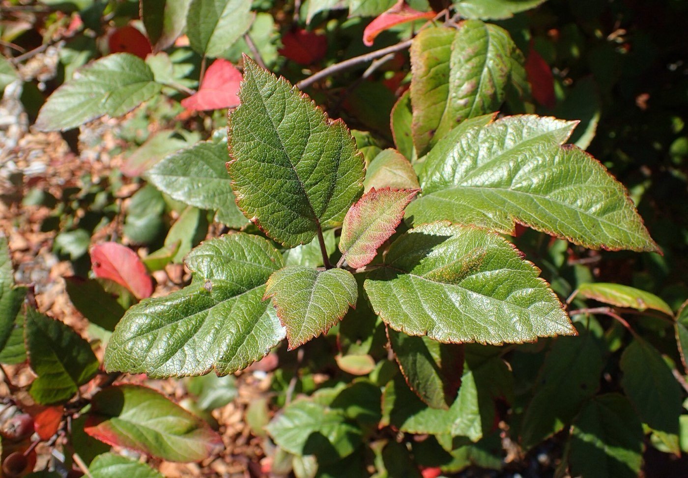 Oregon Crab Apple branch photo