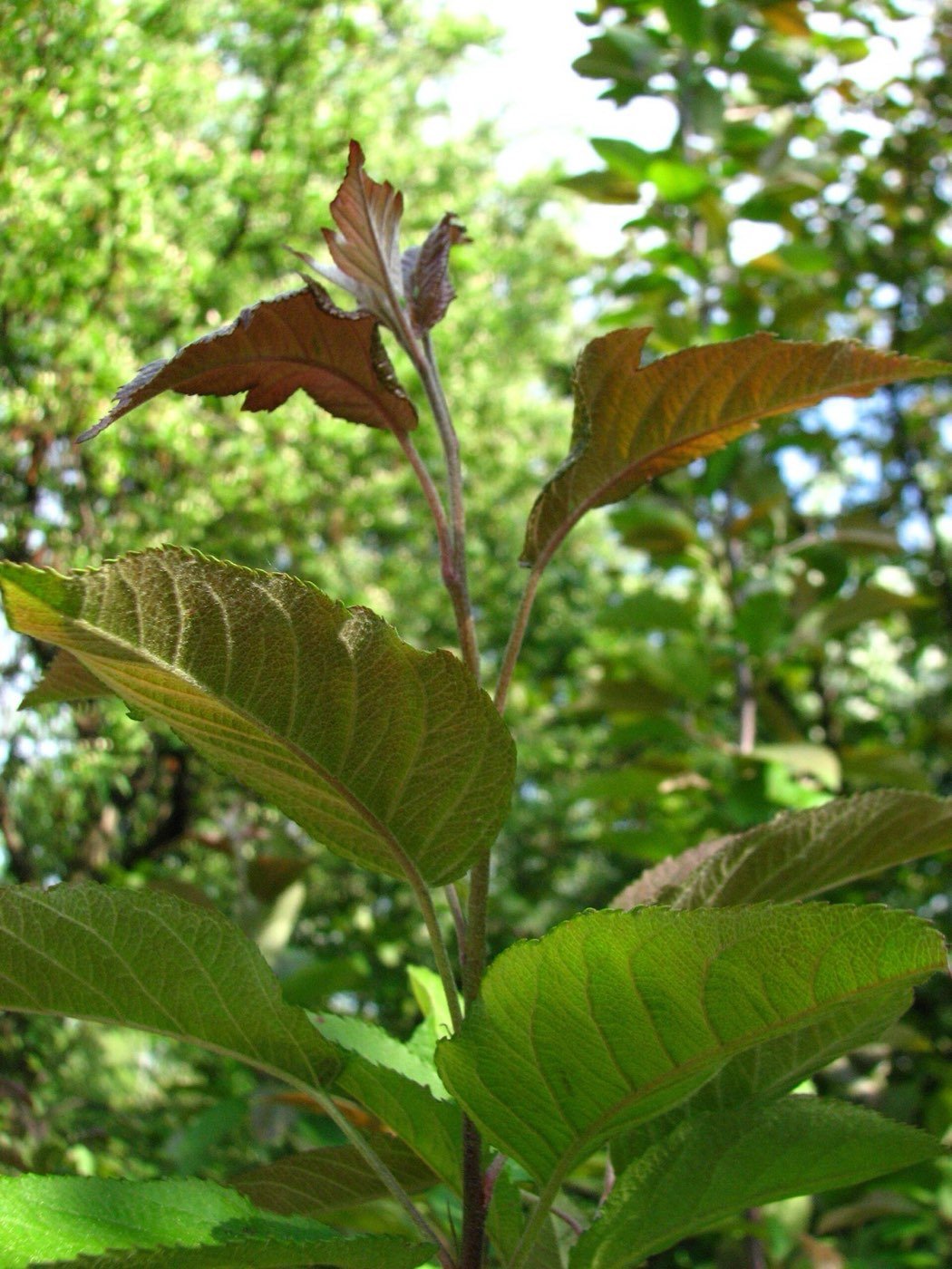 Oregon Crab Apple leaf photo