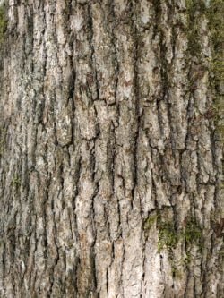 Oregon White Oak bark photo