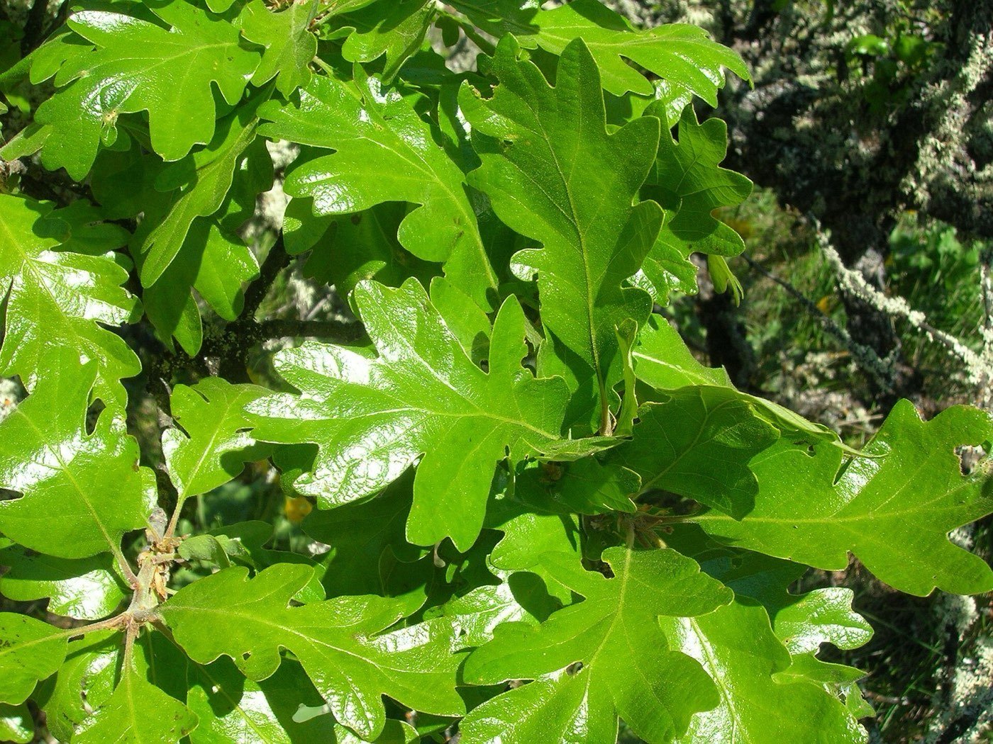 Oregon White Oak branch photo