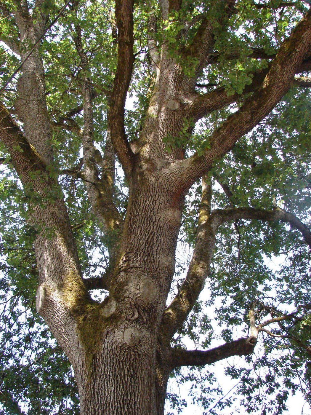 Oregon White Oak picture photo