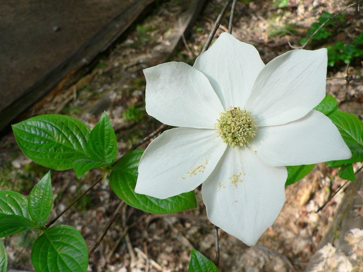 Pacific Dogwood leaf photo