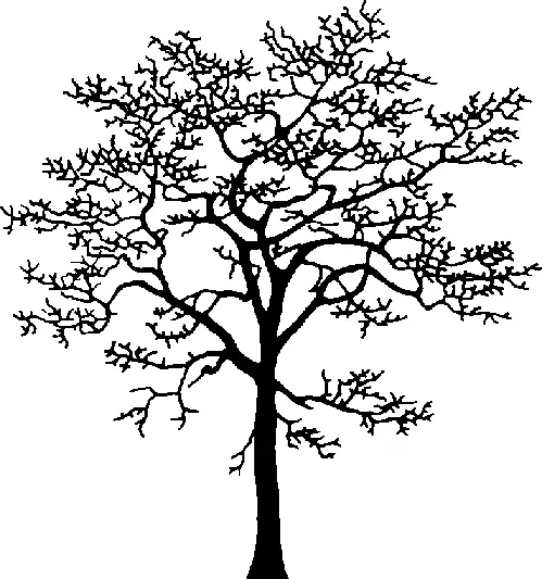 Pacific Dogwood illustration