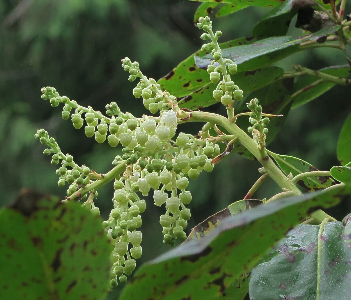 Pacific Madrone branch photo