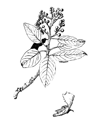 Pacific Madrone leaf photo