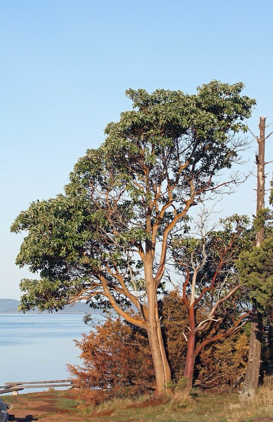 Pacific Madrone picture photo
