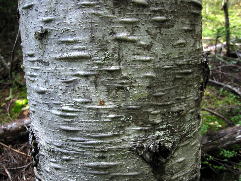 Pacific Silver Fir bark photo