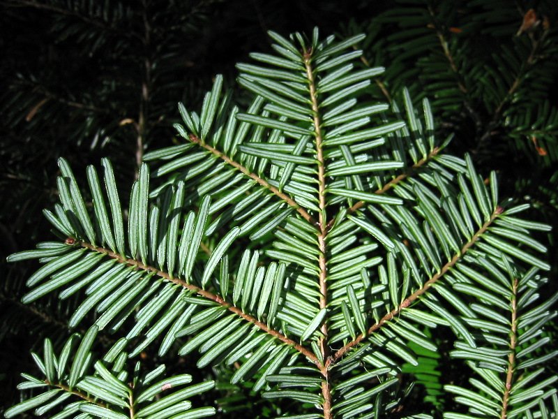 Pacific Silver Fir branch photo