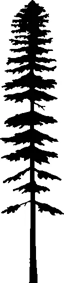 Pacific Silver Fir illustration