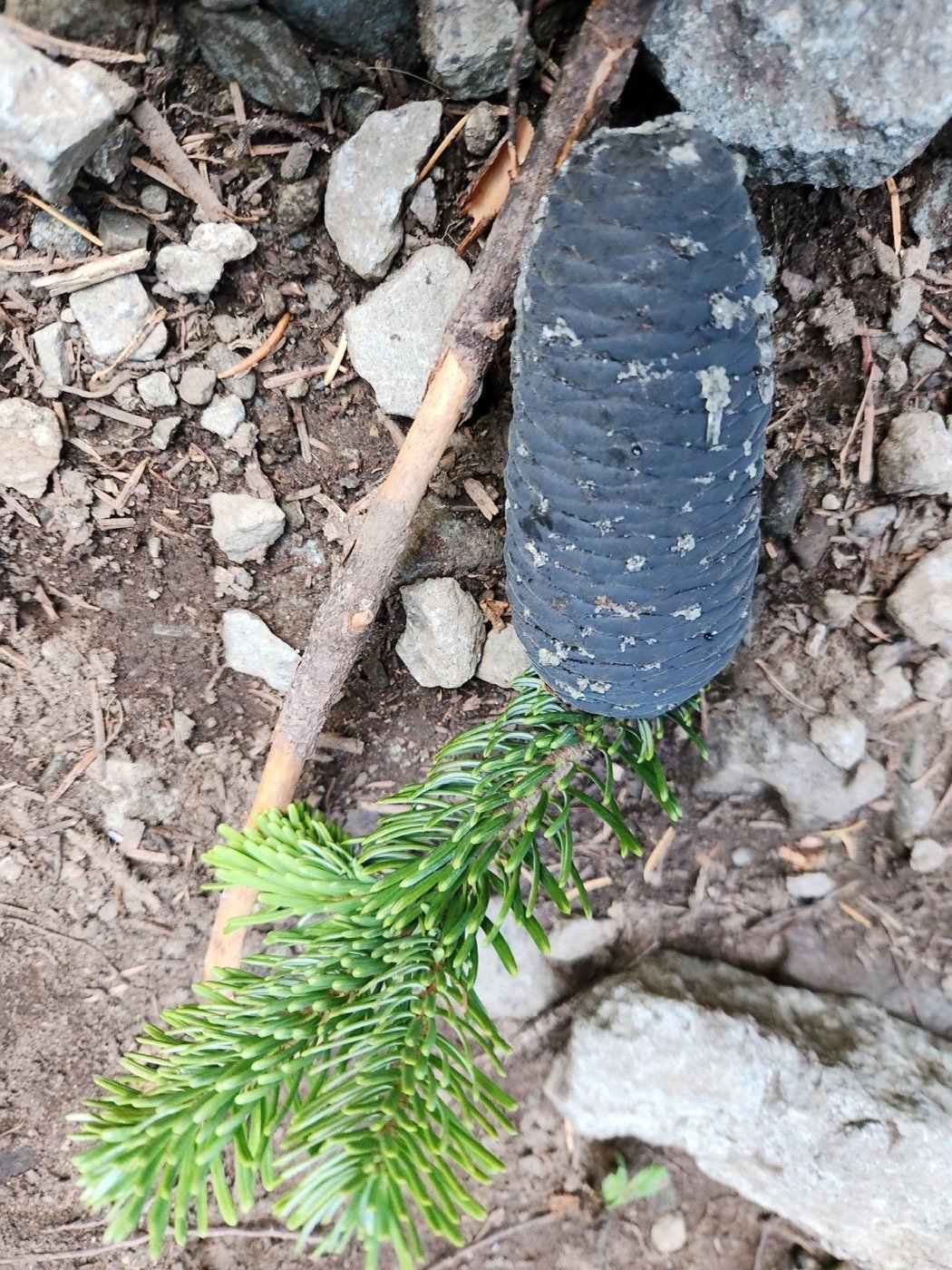 Pacific Silver Fir picture photo