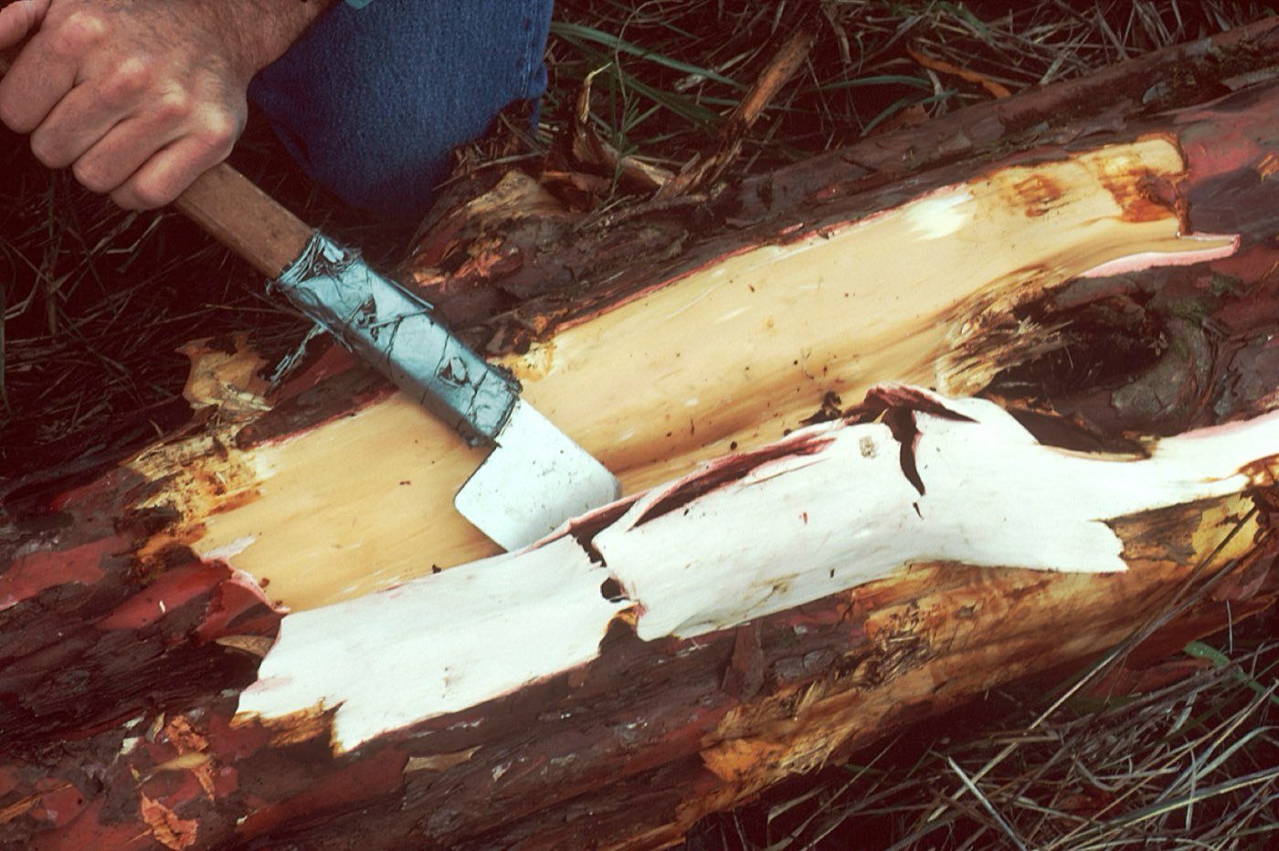Pacific Yew bark photo
