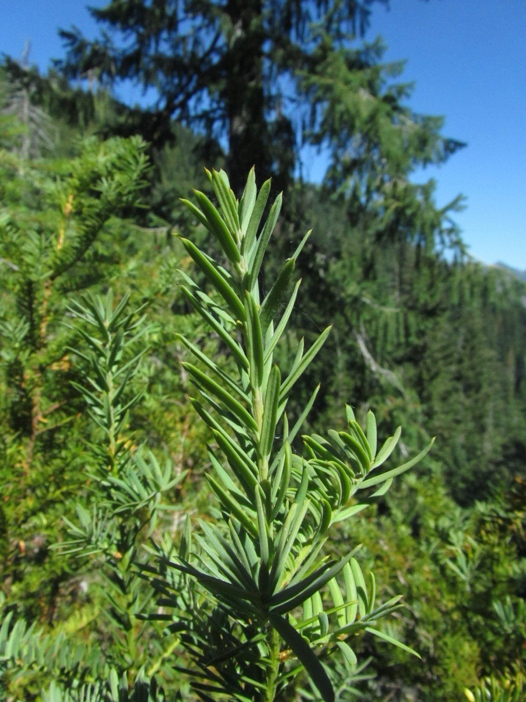 Pacific Yew branch photo