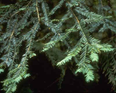 Pacific Yew needle photo