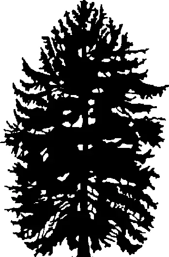 Pacific Yew illustration