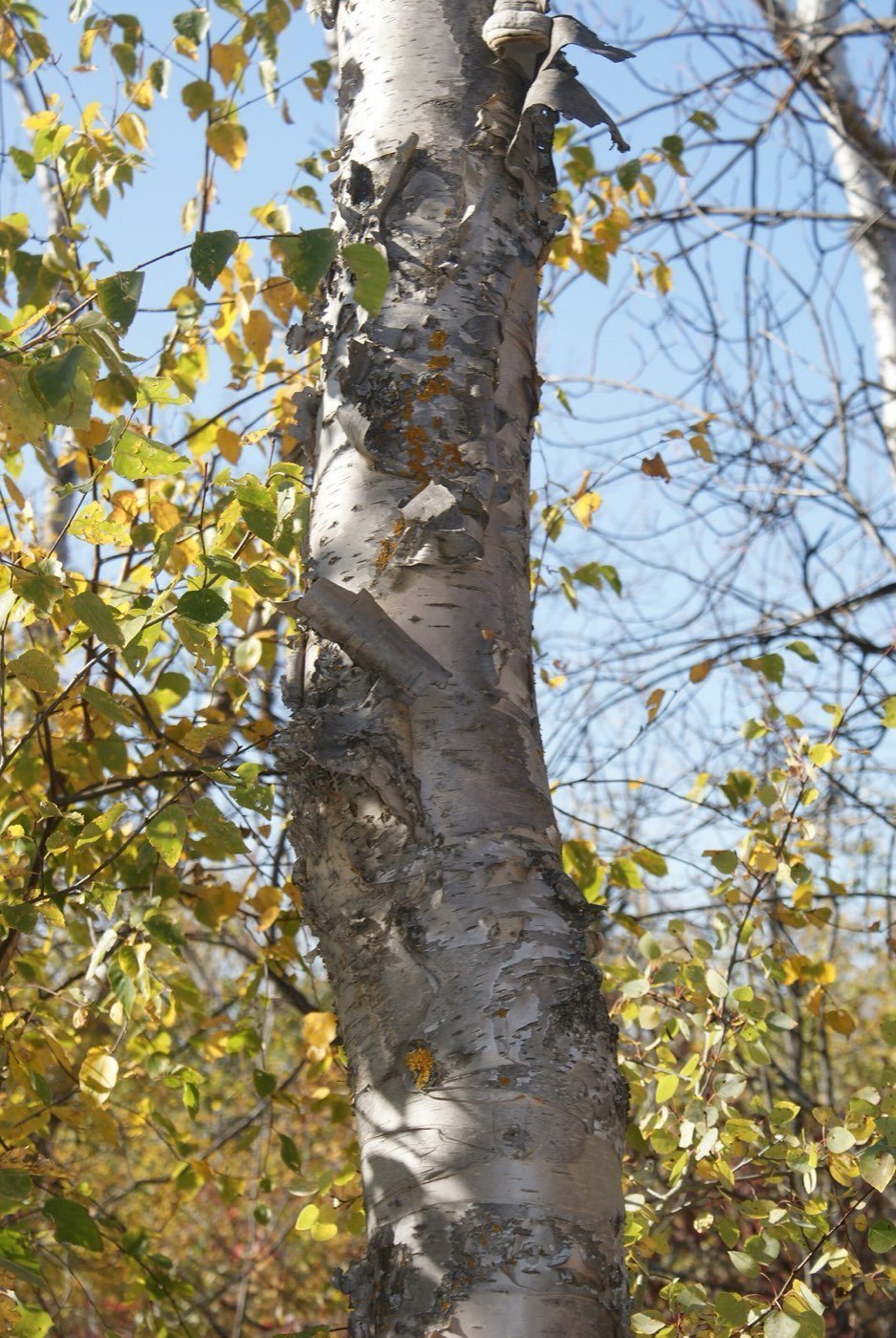 Paper Birch bark photo