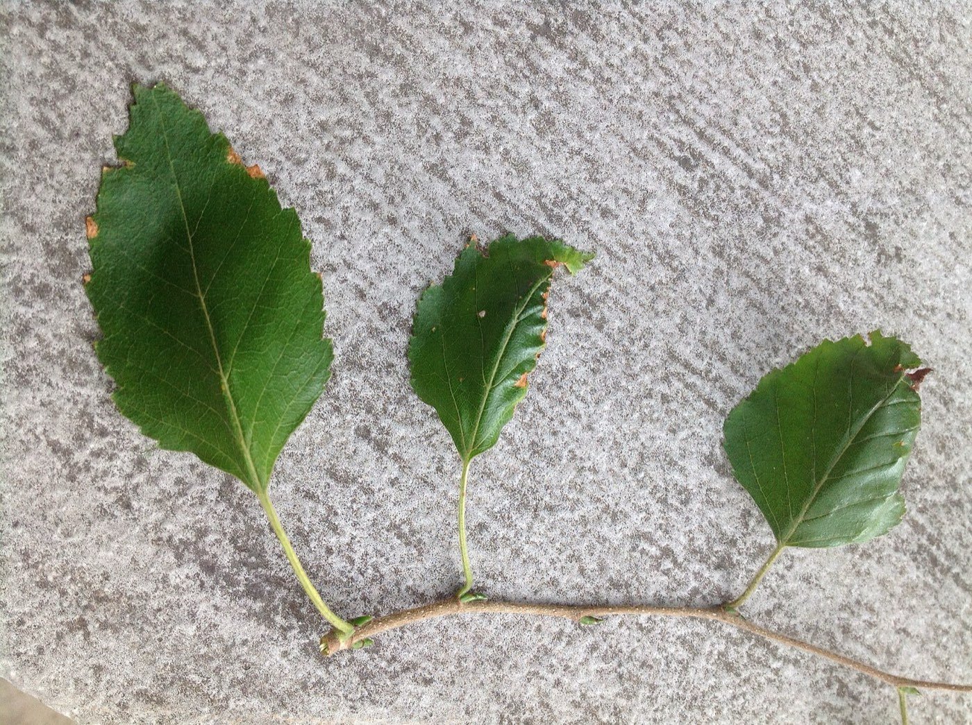 Paper Birch branch photo