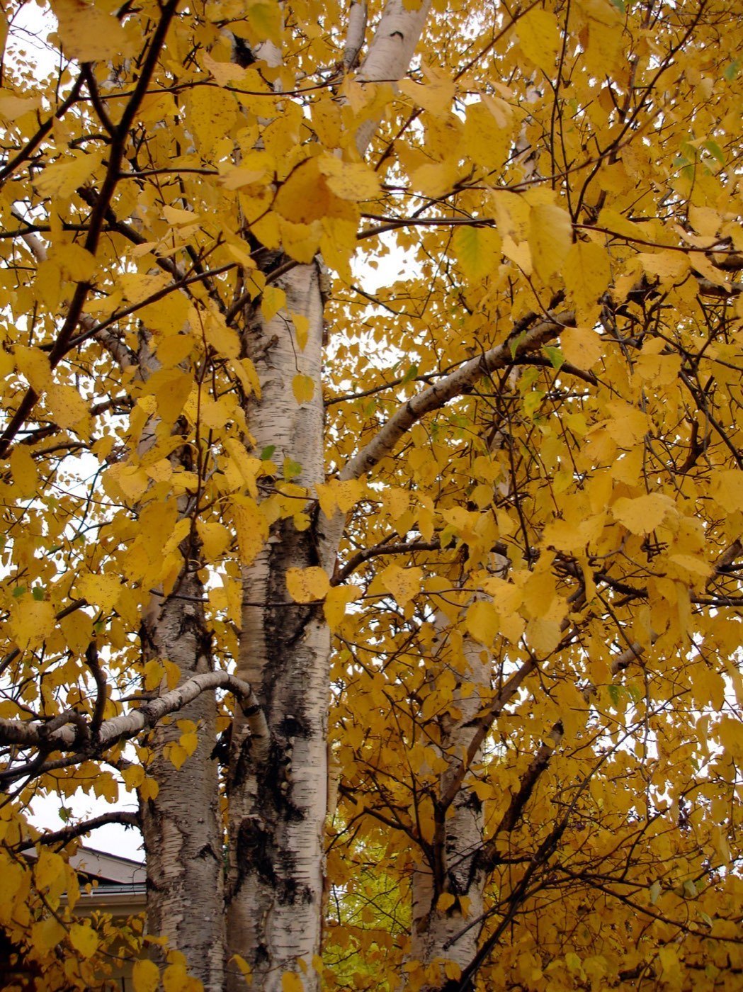 Paper Birch leaf photo