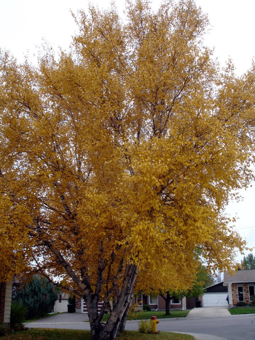 Paper Birch picture photo