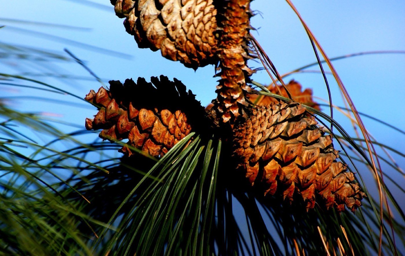 Ponderosa Pine branch photo