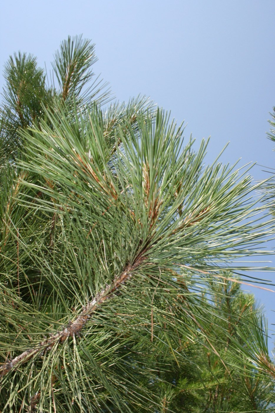 Ponderosa Pine needle photo