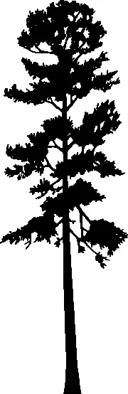 Ponderosa Pine illustration