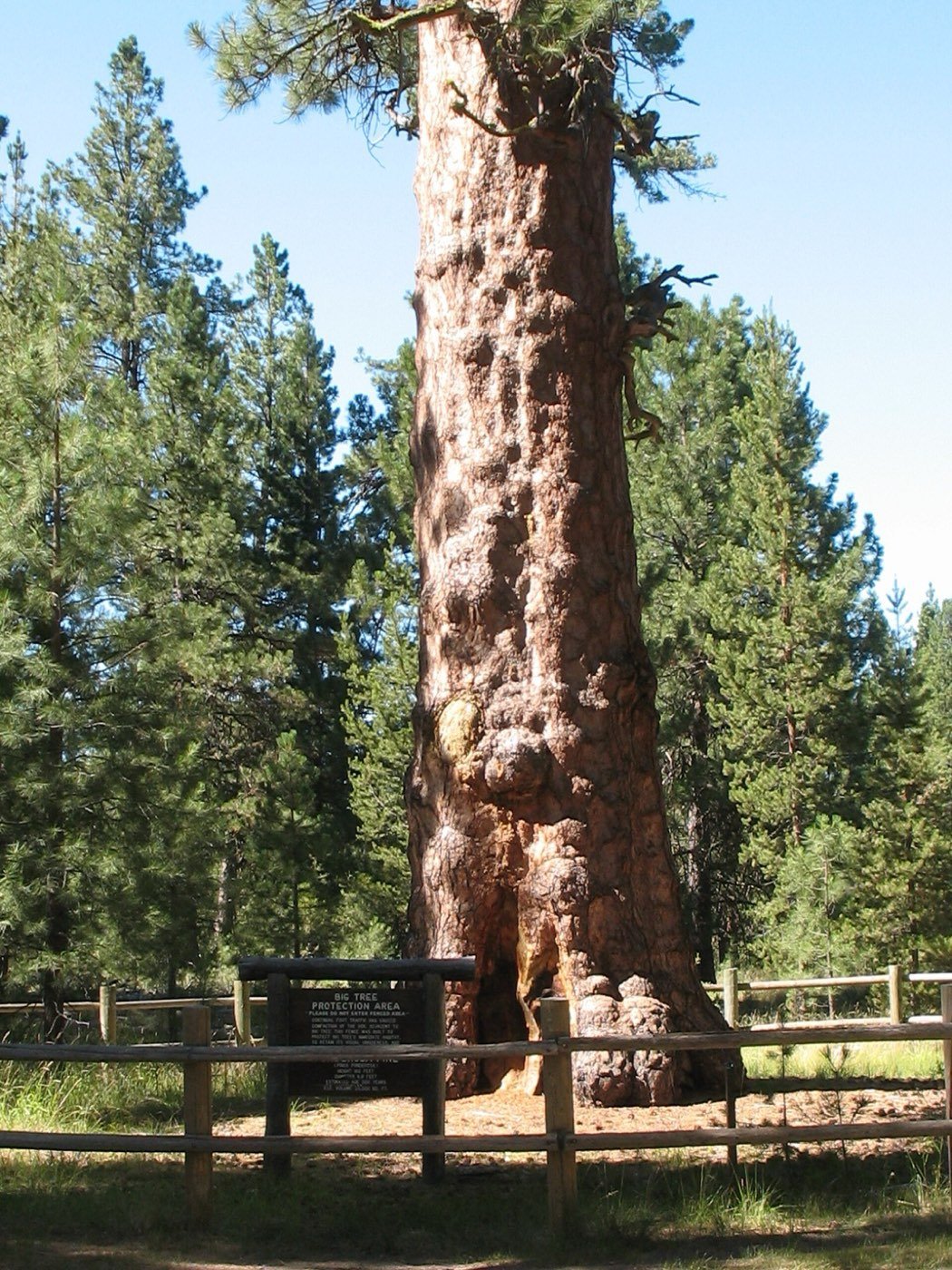 Ponderosa Pine picture photo