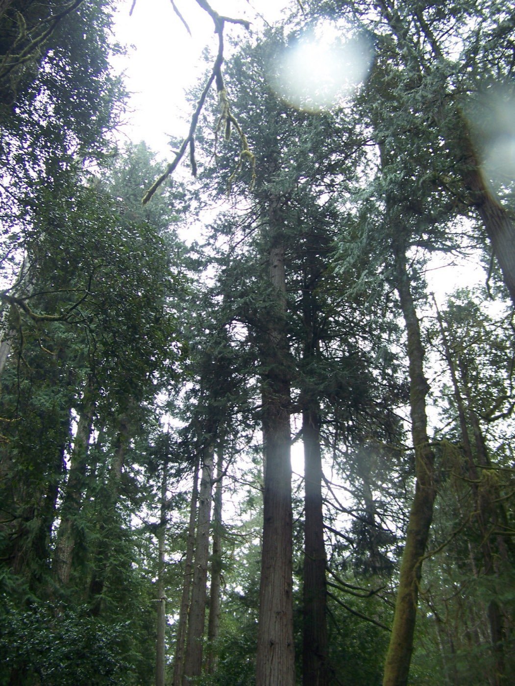 Port Orford Cedar picture photo