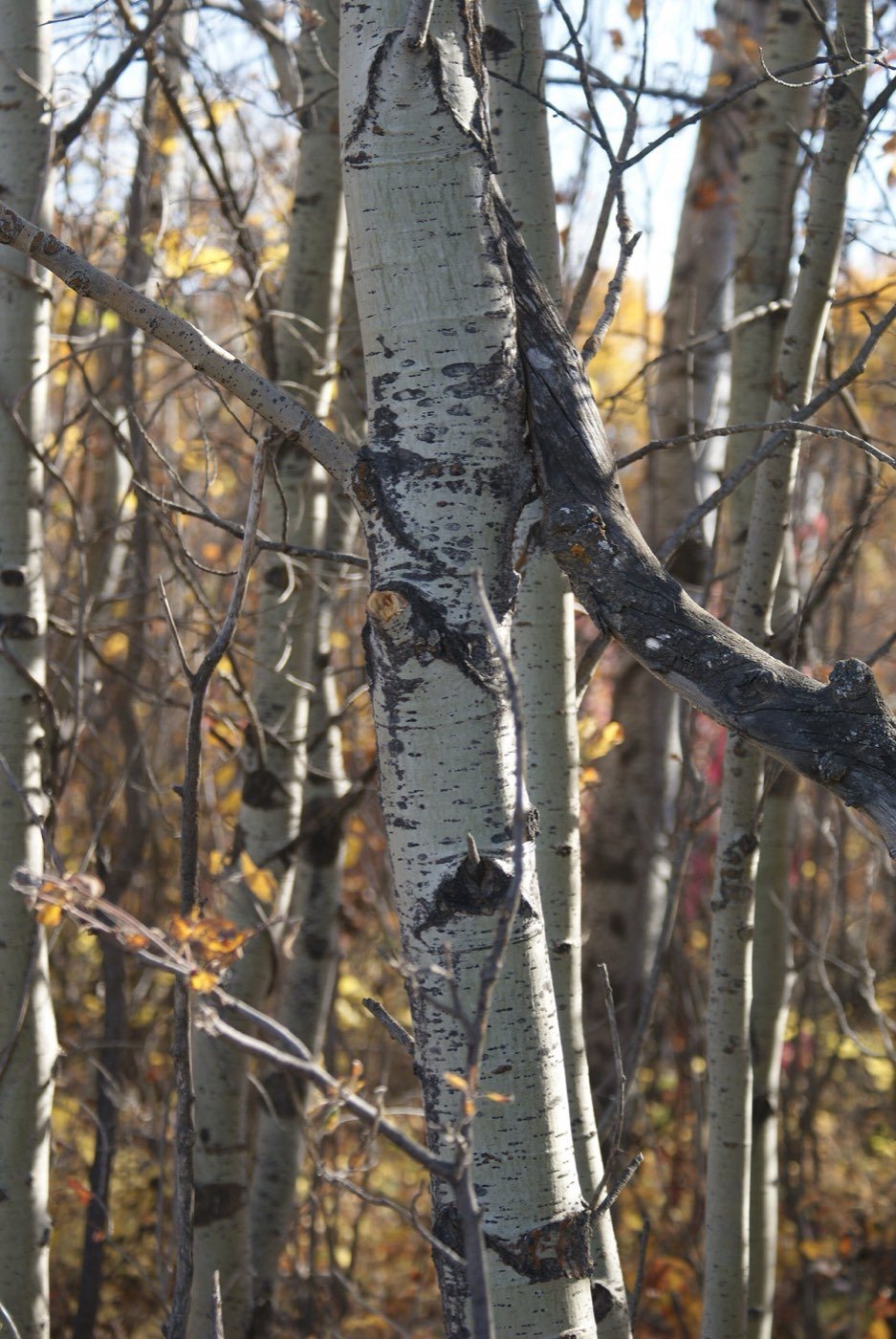 Quaking Aspen bark photo