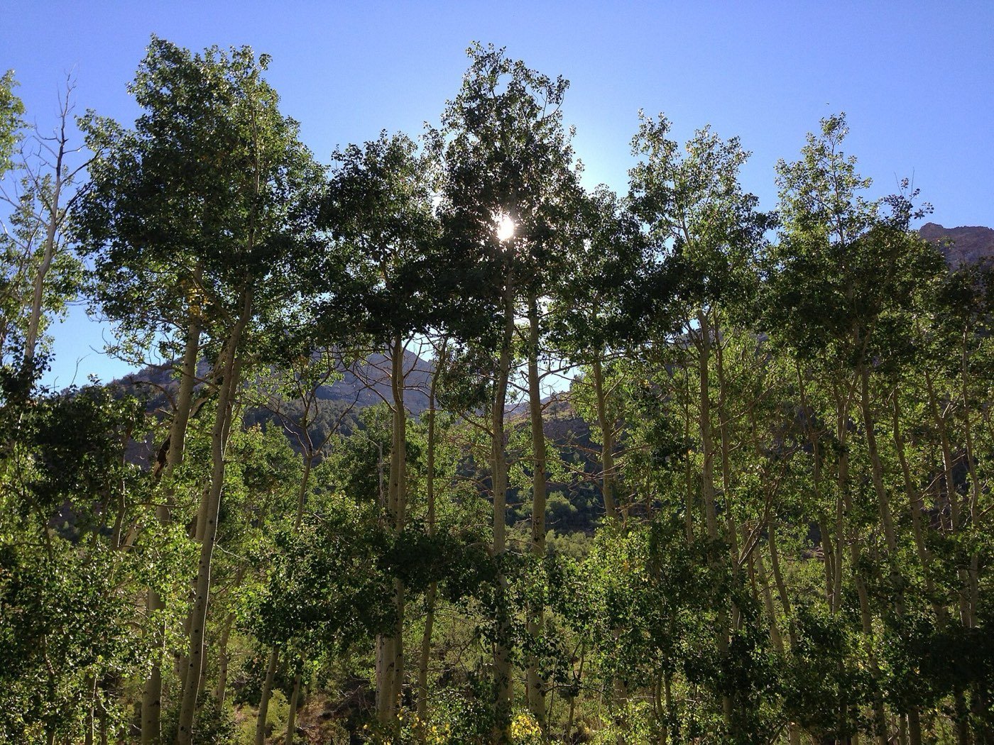 Quaking Aspen branch photo