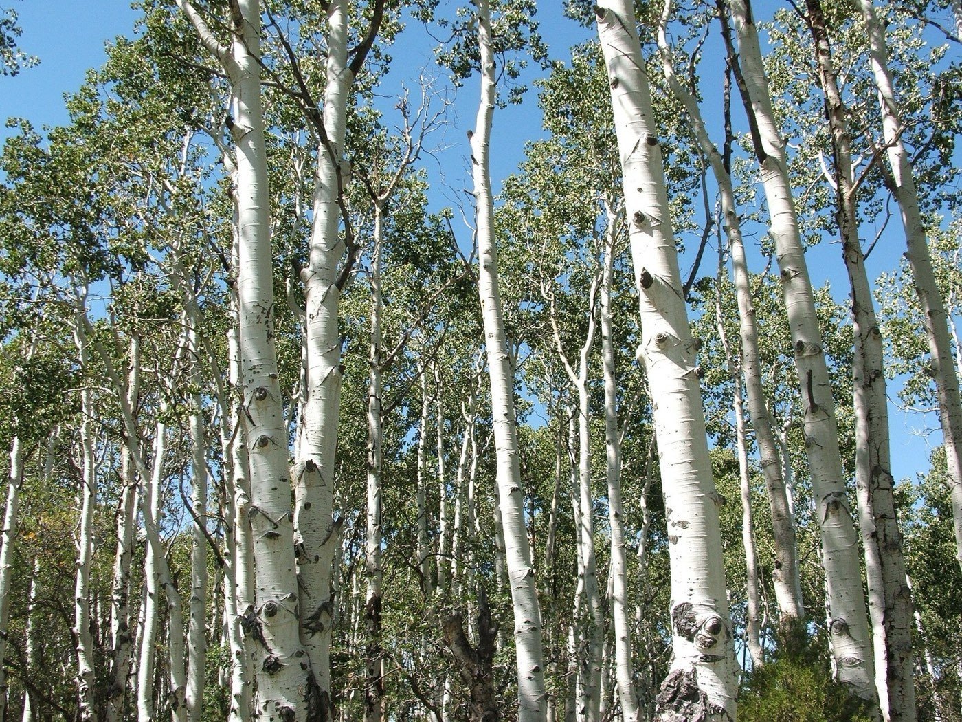 Quaking Aspen leaf photo