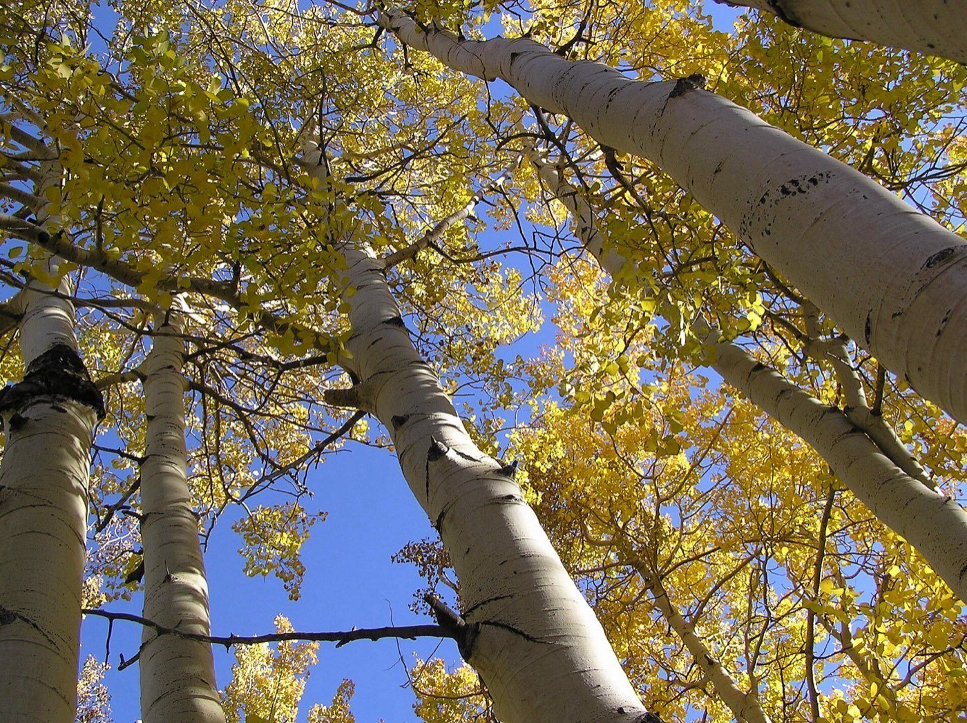 Quaking Aspen picture photo