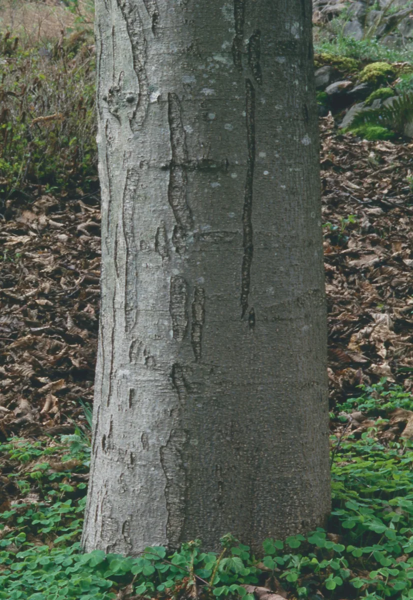Red Alder bark photo