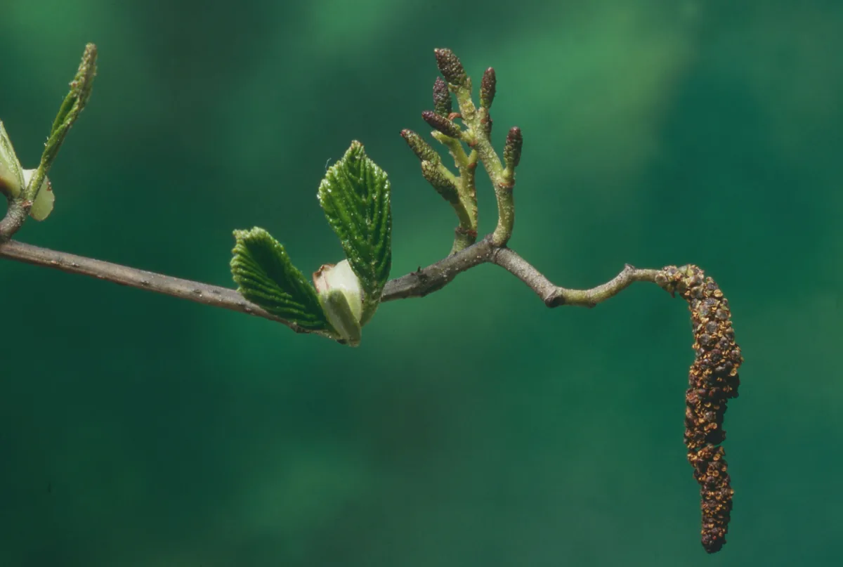 Red Alder branch photo