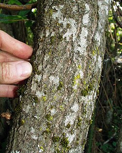 Scouler's Willow bark photo