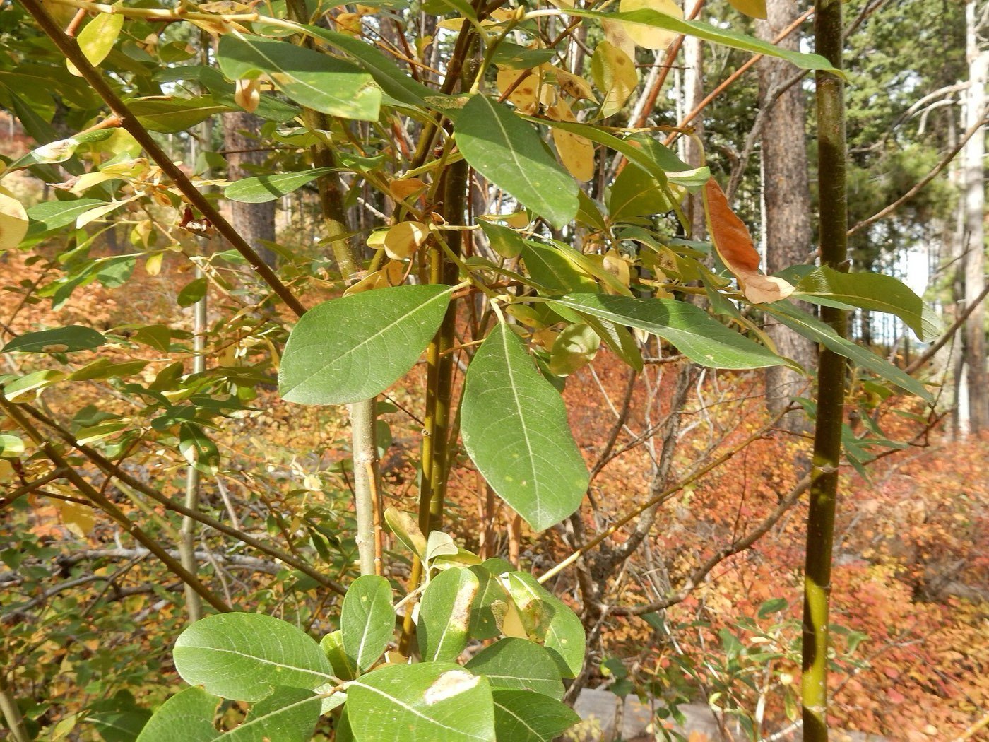 Scouler's Willow branch photo