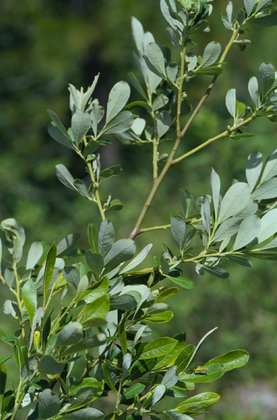 Scouler's Willow leaf photo