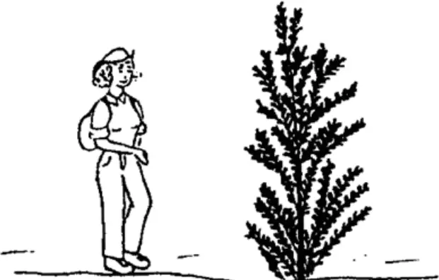 Scouler's Willow illustration