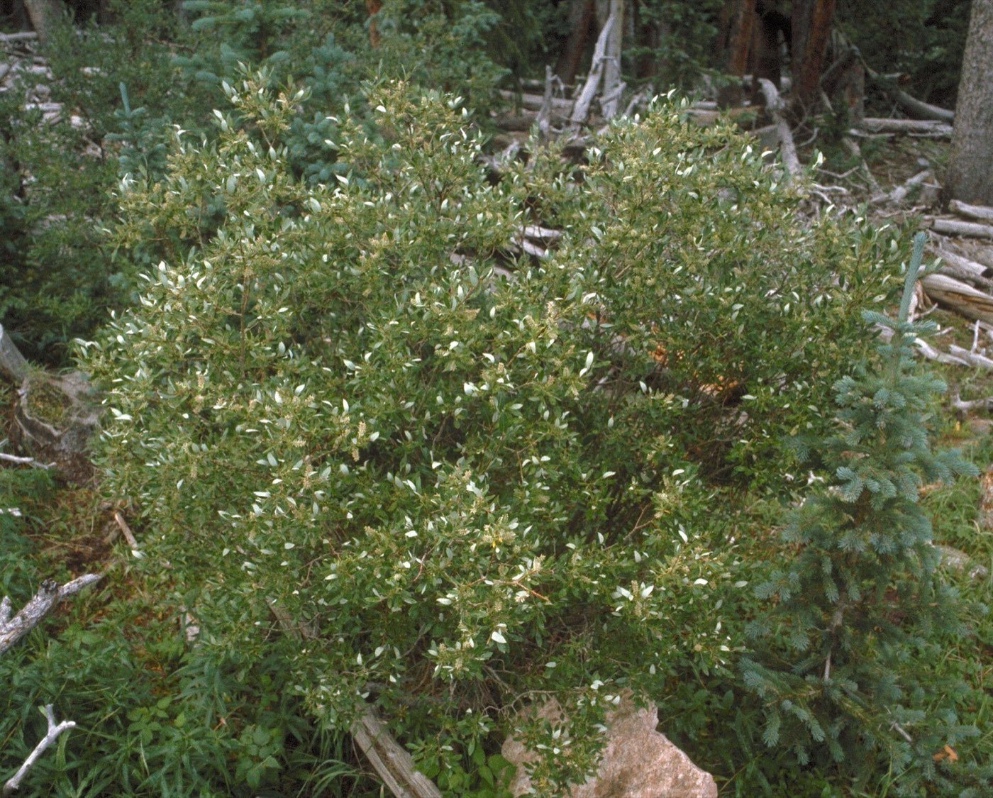 Scouler's Willow picture photo