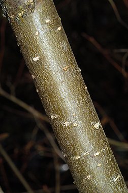 Sitka Alder bark photo