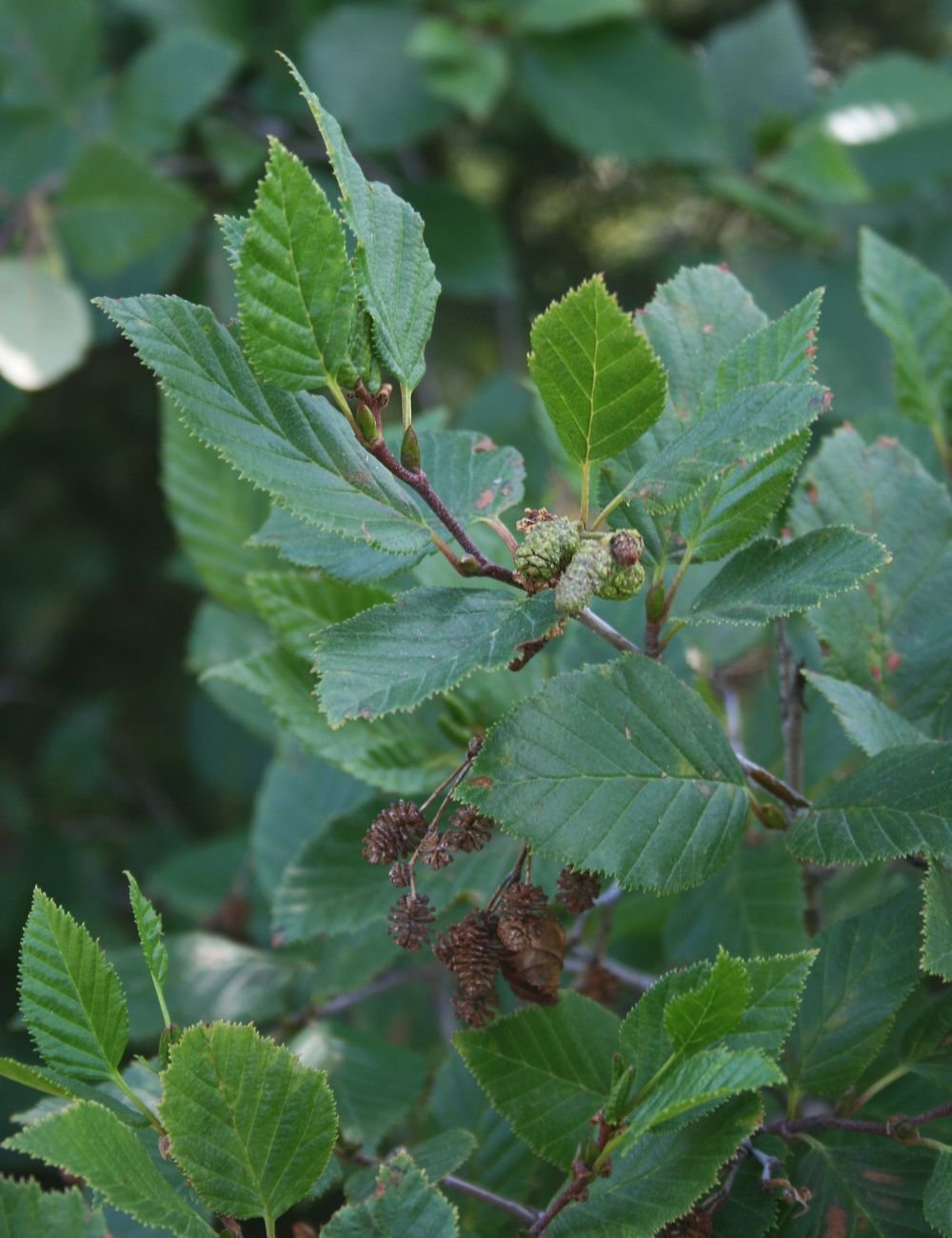 Sitka Alder leaf photo