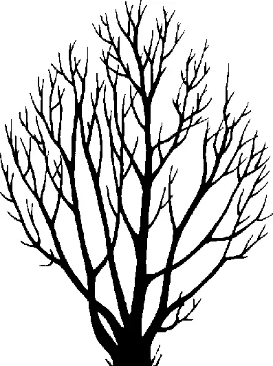 Sitka Alder illustration