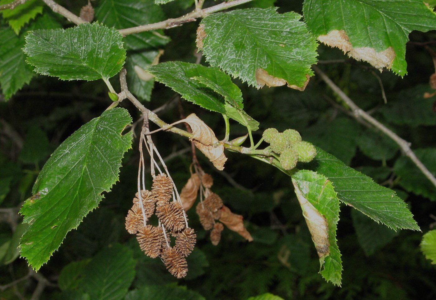 Sitka Alder picture photo