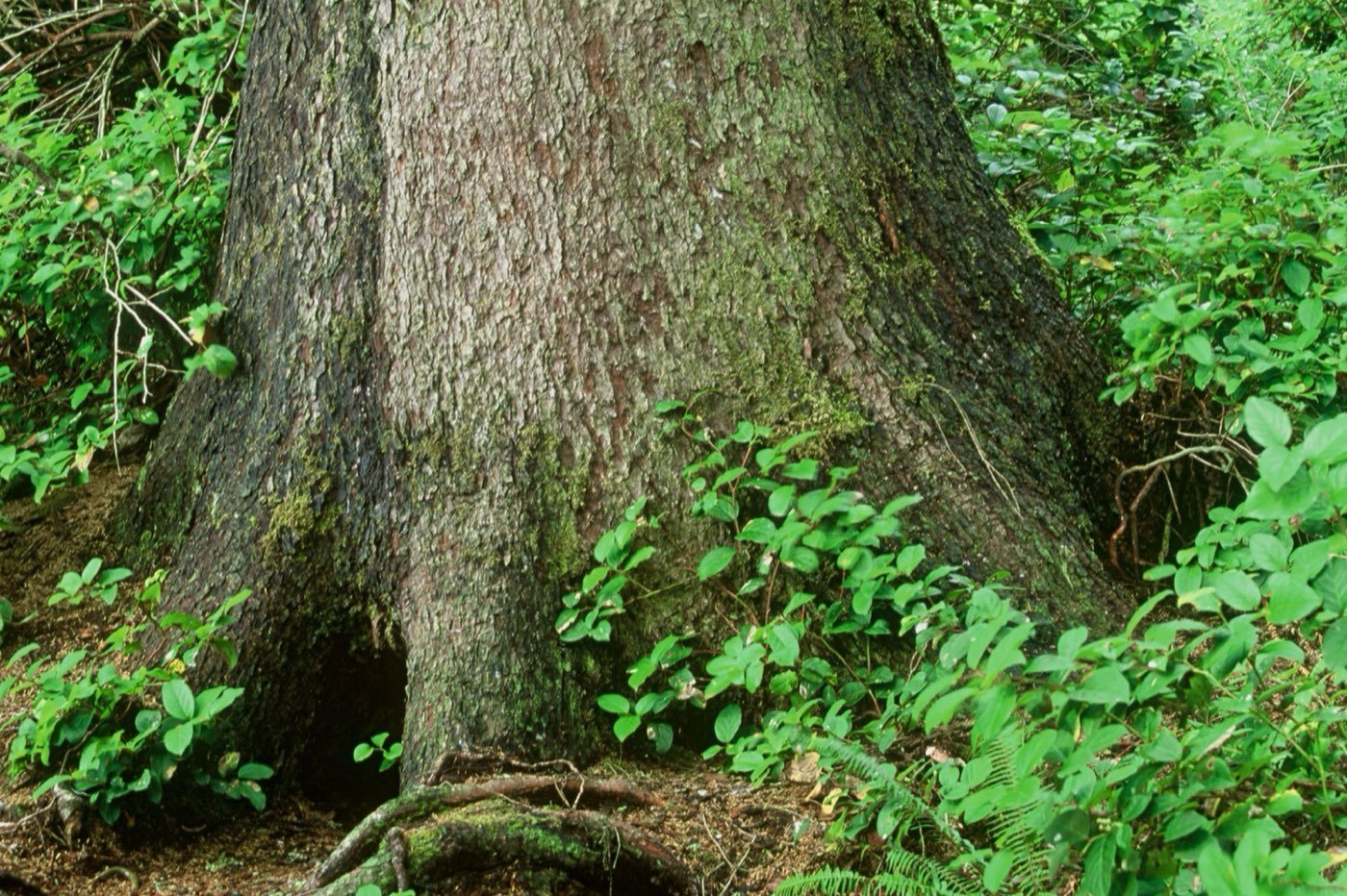 Sitka Spruce bark photo