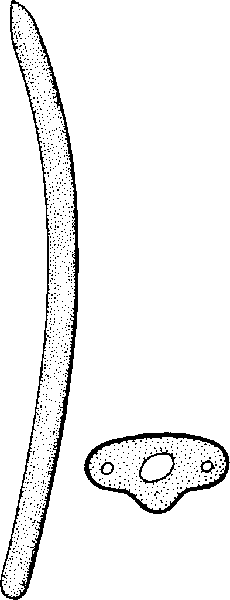 Sitka Spruce needle photo