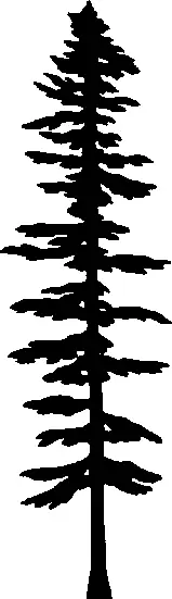 Sitka Spruce illustration
