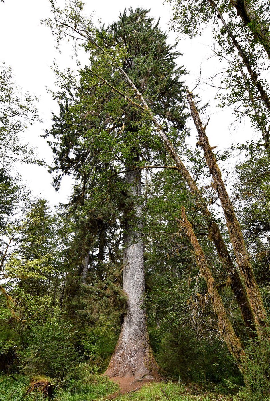 Sitka Spruce picture photo