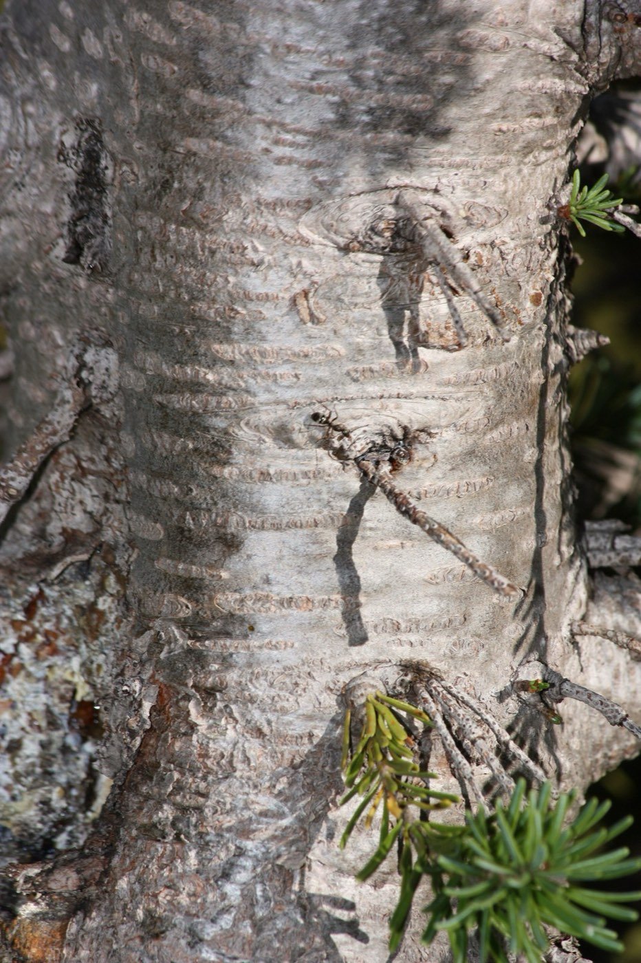 Subalpine Fir bark photo