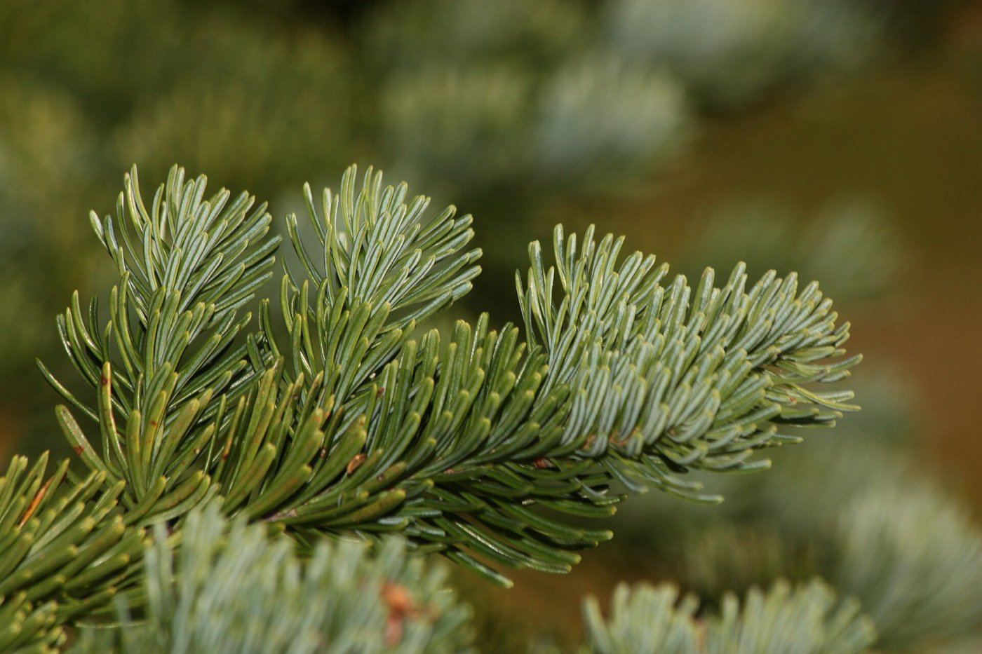 Subalpine Fir branch photo