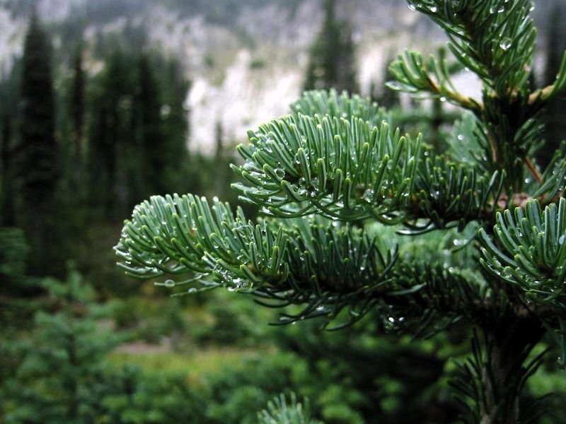Subalpine Fir needle photo