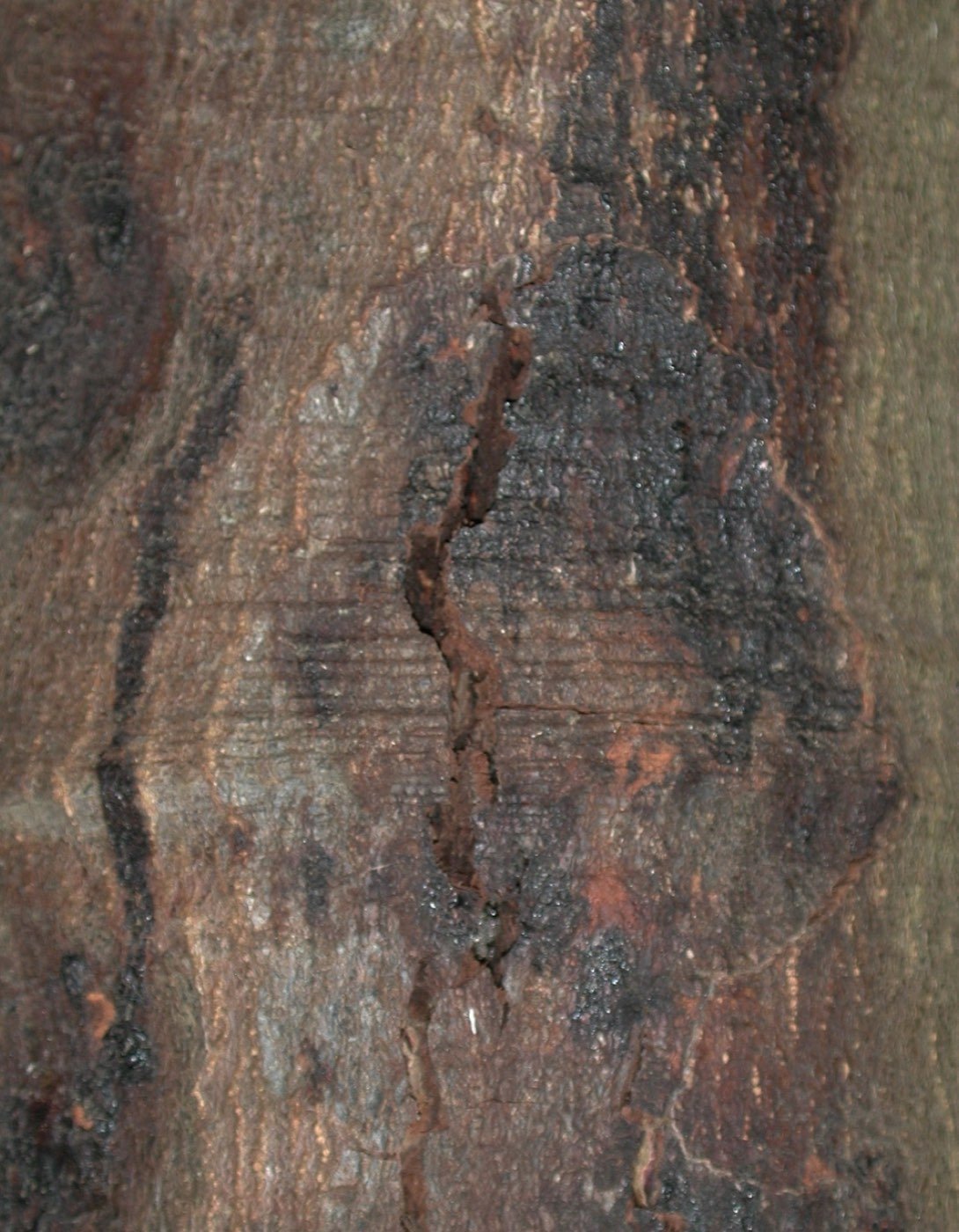 Tanoak bark photo